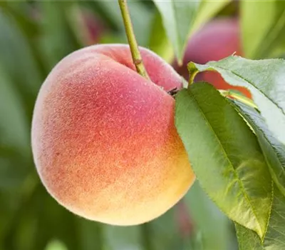 Obstbäume brauchen Sommerschnitt für die optimale Ernte