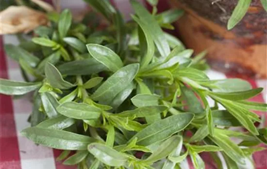 Sommer-Bohnenkraut Sommer-Bohnenkraut