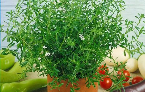 Sommer-Bohnenkraut, Stamm Sommer-Bohnenkraut, Stamm