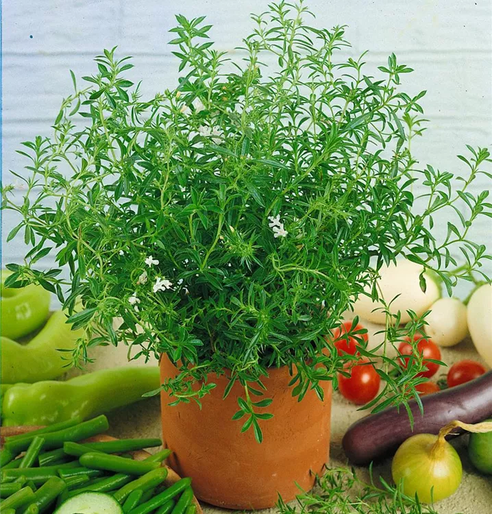 Sommer-Bohnenkraut, Stamm