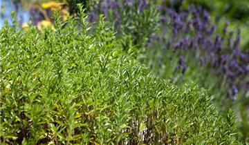 Zum Vergrößern klicken Bildvorschau