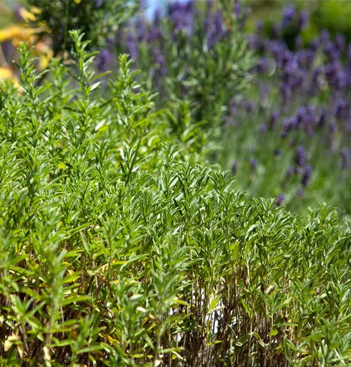 Winter-Bohnenkraut 'Bolero' Winter-Bohnenkraut 'Bolero'