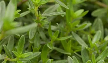 Zum Vergrößern klicken Bildvorschau