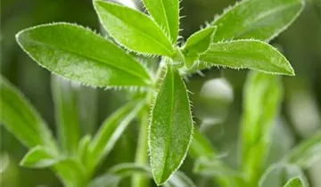 Zum Vergrößern klicken Bildvorschau