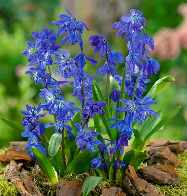 Sibirischer Blaustern