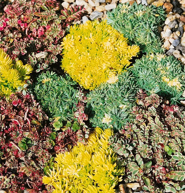 Fetthenne 'Green Boys'