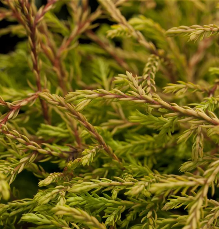 Lebensbaum 'Golden Tuffet'