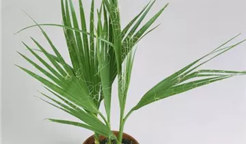 Zum Vergrößern klicken Bildvorschau