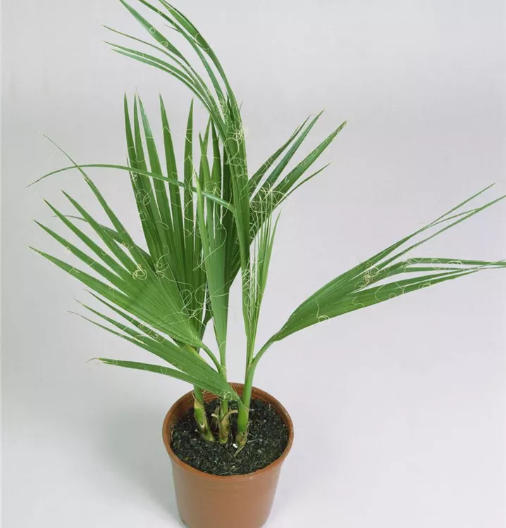 Kalifornische Washingtonpalme Kalifornische Washingtonpalme
