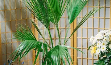 Zum Vergrößern klicken Bildvorschau