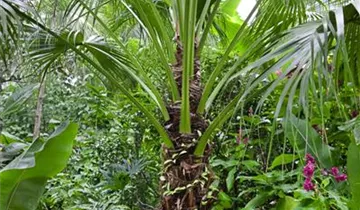 Zum Vergrößern klicken Bildvorschau