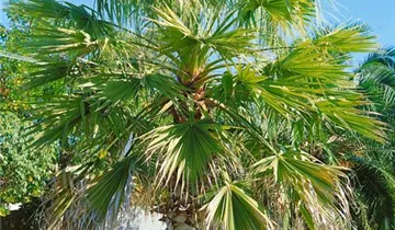 Zum Vergrößern klicken Bildvorschau