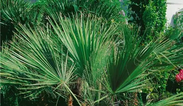 Zum Vergrößern klicken Bildvorschau