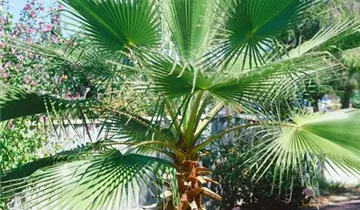 Zum Vergrößern klicken Bildvorschau