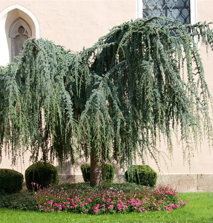 Hänge-Libanon-Zeder 'Pendula'