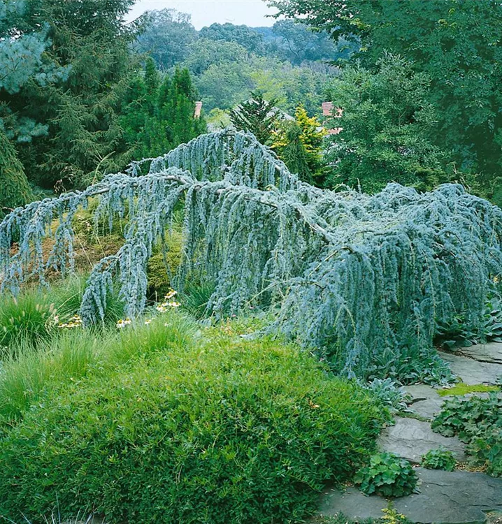 Hängende Blauzeder 'Glauca Pendula'