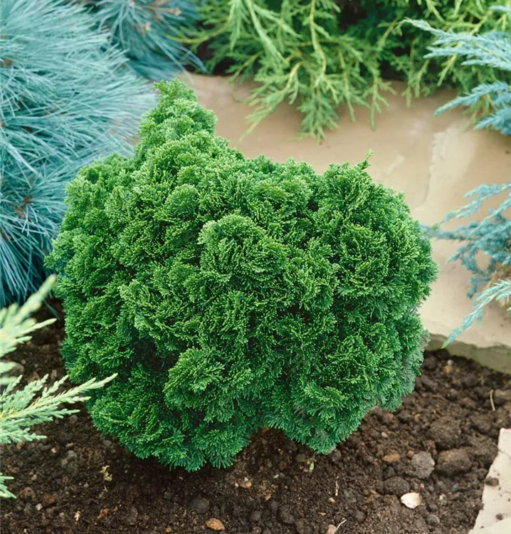 Kleine Muschelzypresse 'Nana Gracilis'