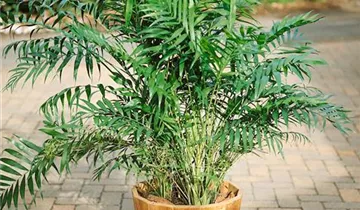 Zum Vergrößern klicken Bildvorschau