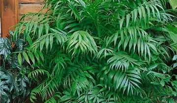 Zum Vergrößern klicken Bildvorschau