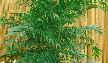 Zum Vergrößern klicken Bildvorschau