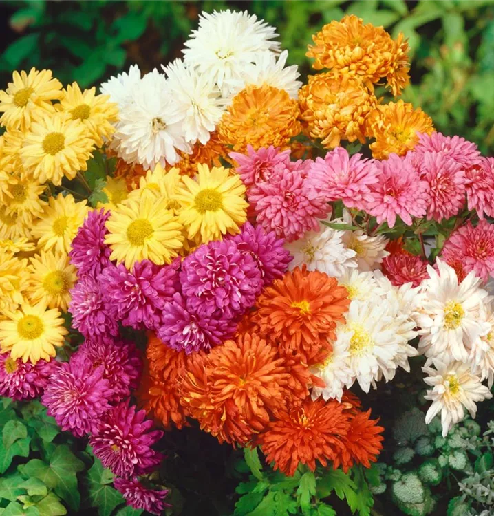 Multiflora-Chrysantheme
