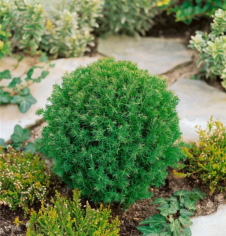 Lebensbaum 'Teddy', Kugel