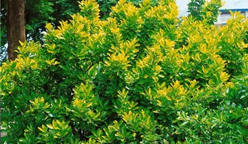 Zum Vergrößern klicken Bildvorschau