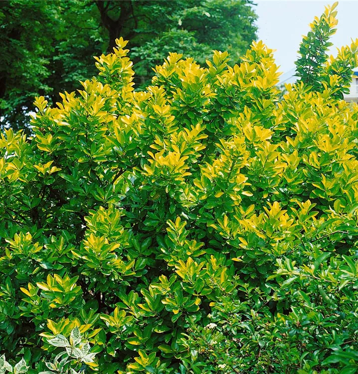 Immergrüne Japanspindel Immergrüne Japanspindel