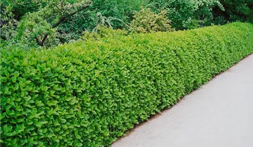 Zum Vergrößern klicken Bildvorschau