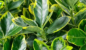 Zum Vergrößern klicken Bildvorschau