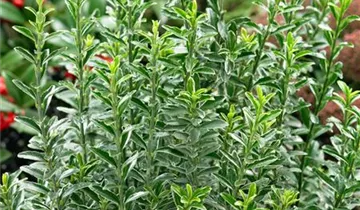 Zum Vergrößern klicken Bildvorschau