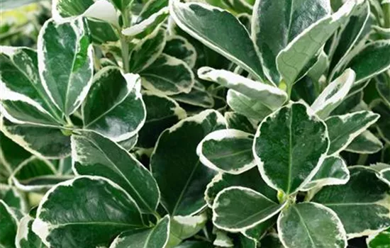 Japanspindel 'Kathy'(s) Japanspindel 'Kathy'(s)