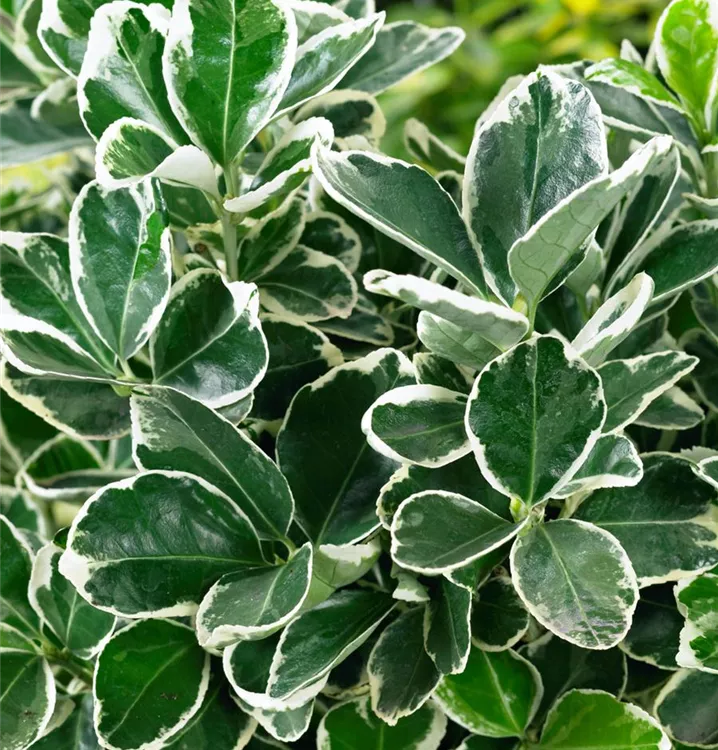 Japanspindel 'Kathy'(s)