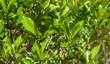 Zum Vergrößern klicken Bildvorschau