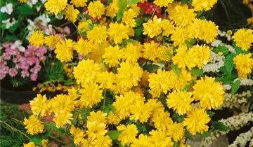 Zum Vergrößern klicken Bildvorschau