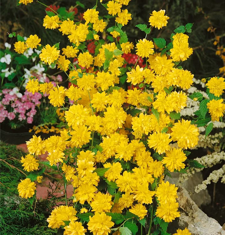 Gemeiner Ranunkelstrauch Gemeiner Ranunkelstrauch