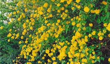 Zum Vergrößern klicken Bildvorschau