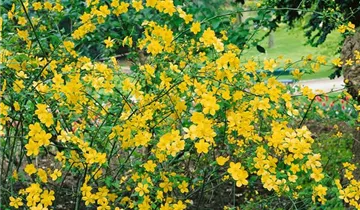 Zum Vergrößern klicken Bildvorschau