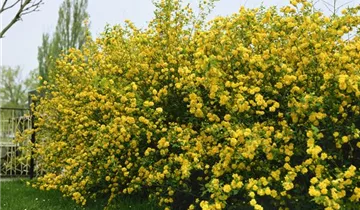 Zum Vergrößern klicken Bildvorschau