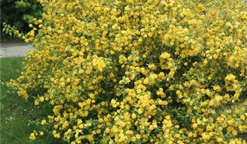 Zum Vergrößern klicken Bildvorschau