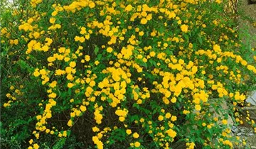 Zum Vergrößern klicken Bildvorschau