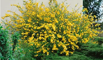 Zum Vergrößern klicken Bildvorschau