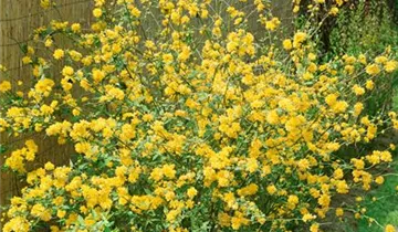 Zum Vergrößern klicken Bildvorschau