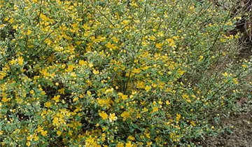 Zum Vergrößern klicken Bildvorschau