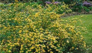 Zum Vergrößern klicken Bildvorschau