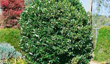 Zum Vergrößern klicken Bildvorschau