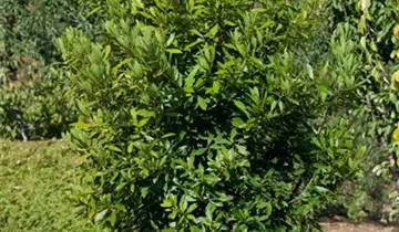 Zum Vergrößern klicken Bildvorschau