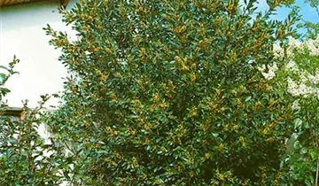 Zum Vergrößern klicken Bildvorschau