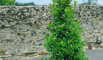 Zum Vergrößern klicken Bildvorschau