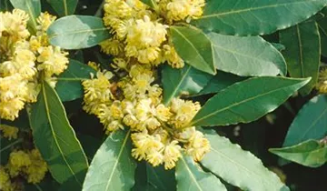 Zum Vergrößern klicken Bildvorschau